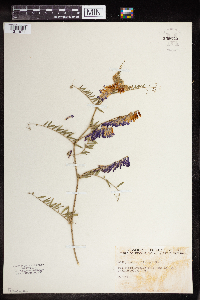 Vicia villosa image
