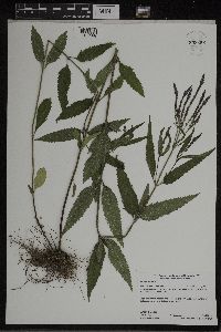 Verbena hastata image