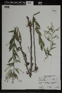 Rorippa palustris subsp. palustris image