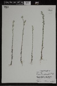 Logfia arvensis image