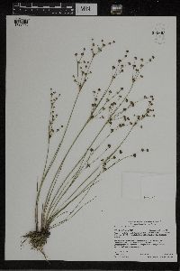 Juncus alpinoarticulatus image