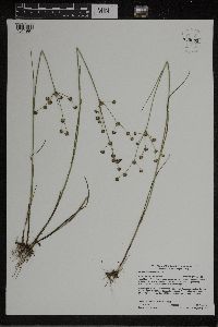 Juncus alpinoarticulatus image