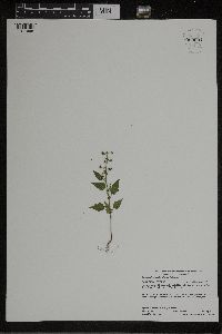 Chenopodium simplex image
