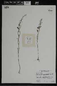 Agalinis tenuifolia image