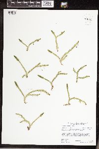 Lycopodiella inundata image