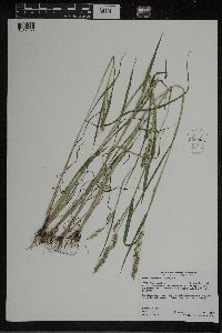 Echinochloa muricata image