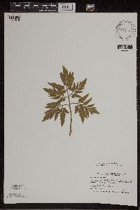 Thumbnail image of current specimen