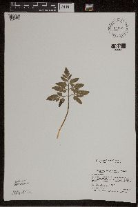 Thumbnail image of current specimen