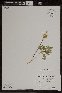 thumbnail image of current specimen