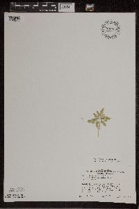 Sceptridium dissectum image