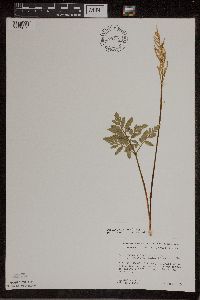 Sceptridium dissectum image