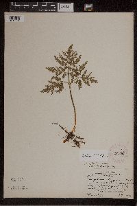 Sceptridium dissectum image