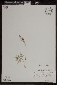 Sceptridium dissectum image