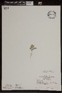 thumbnail image of current specimen