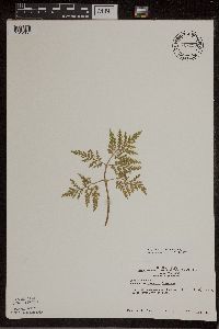 Sceptridium dissectum image