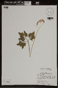 Sceptridium dissectum image