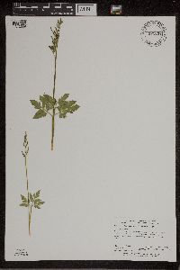 Sceptridium dissectum image
