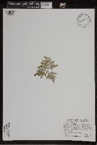 Sceptridium dissectum image