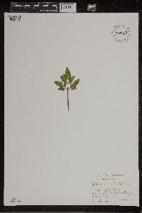 Sceptridium dissectum image