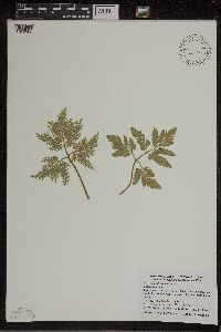 Sceptridium dissectum image