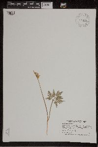 Sceptridium dissectum image