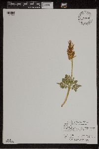 Sceptridium dissectum image