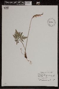 Sceptridium dissectum image
