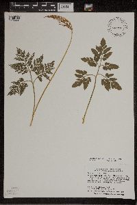 Sceptridium dissectum image