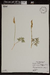 Sceptridium dissectum image