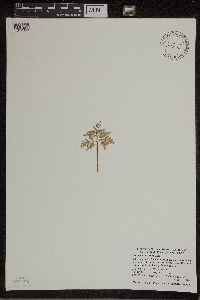 Sceptridium dissectum image