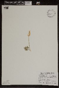 Sceptridium dissectum image