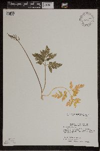 Sceptridium dissectum image