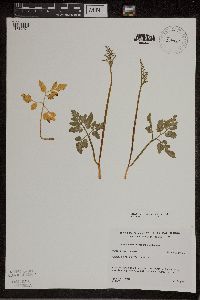 Sceptridium dissectum image