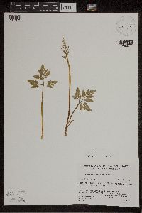 Sceptridium dissectum image