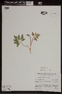 Sceptridium dissectum image