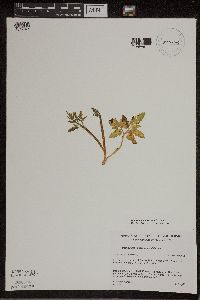 Sceptridium dissectum image