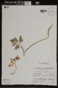 thumbnail image of current specimen