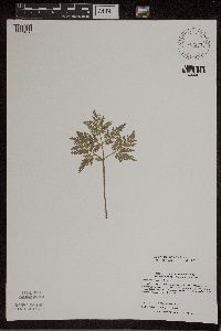 Sceptridium dissectum image