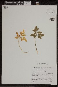Sceptridium dissectum image