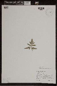 Sceptridium dissectum image
