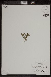 Sceptridium dissectum image