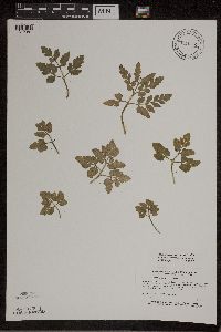 Media resource of Sceptridium dissectum x multifidum