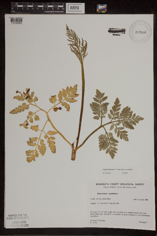Sceptridium dissectum x oneidense image