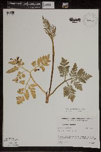 Media resource of Sceptridium dissectum x oneidense