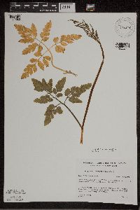 Sceptridium dissectum x oneidense image