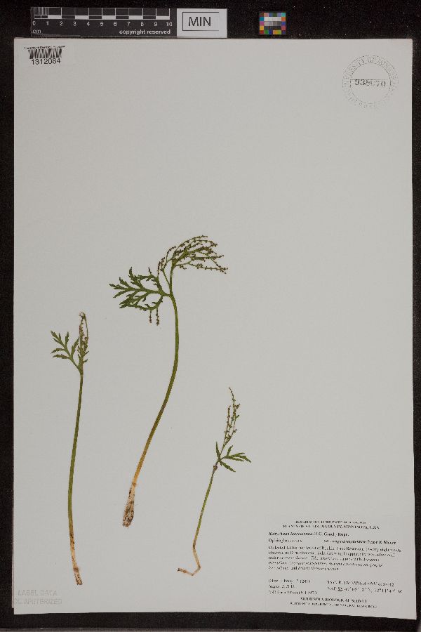 Botrychium lanceolatum image