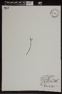 Botrychium lanceolatum image