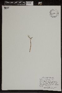Botrychium lanceolatum image