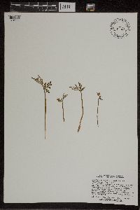 Botrychium lanceolatum image