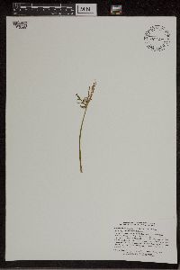 Botrychium lanceolatum image